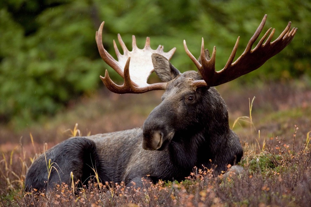 moose elk