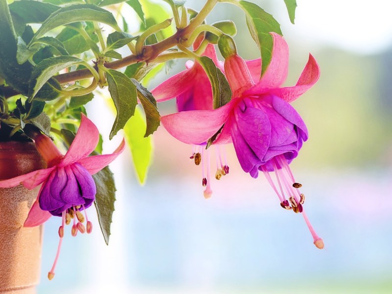 2 asiaa inversiosta eli englannin käänteinen&nbsp;sanajärjestys